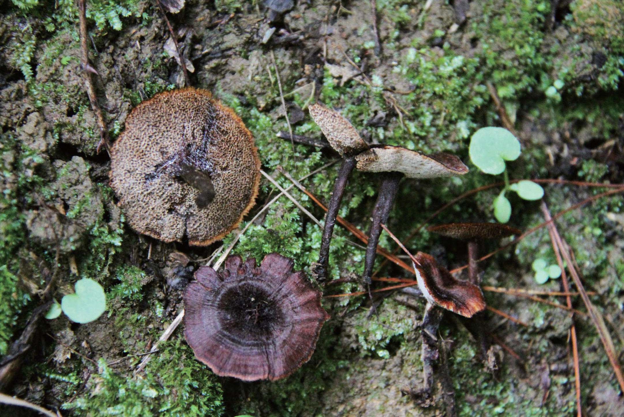 肉桂集毛孔菌